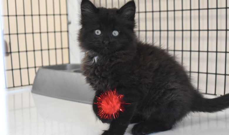 Adorable & Adoptable–Pets of the Week: Serenity, Phoebe, Piper and Prue, & Milo