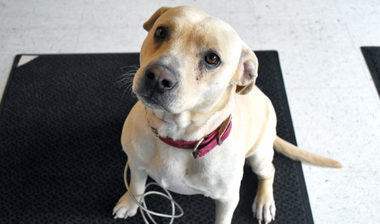 Adorable & Adoptable–Pets of the Week: Tommy, Lady, & Elle