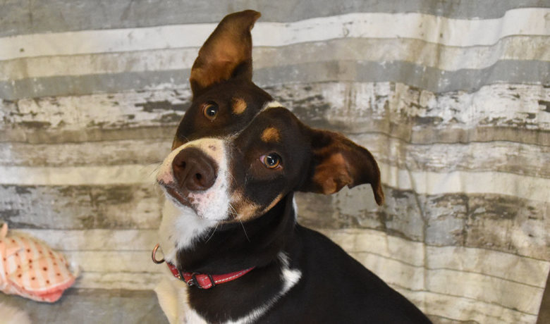 Adorable & Adoptable–Pets of the Week: Sheba, Willow, & Zinnia