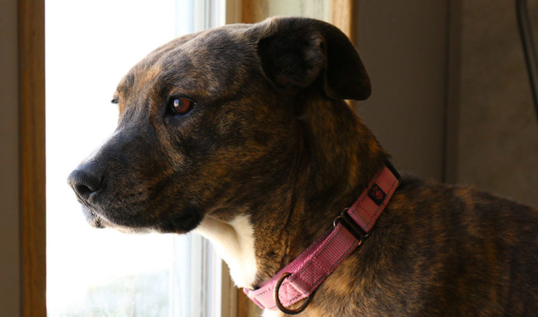 Adorable & Adoptable–Pets of the Week: Lola, Marley & Saydee