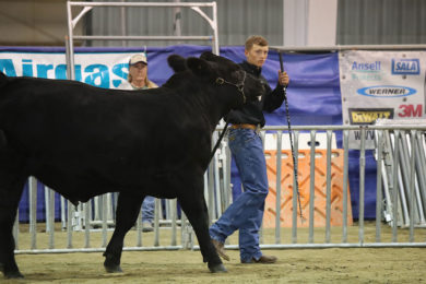 4-H and FFA Participants Are Ready to Show Their Animals, Projects at Wyoming’s Big Show