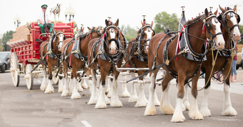 Budweiser Clydesdales’ Schedule Set for Wyoming’s Big Show