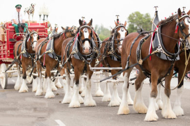 Budweiser Clydesdales’ Schedule Set for Wyoming’s Big Show