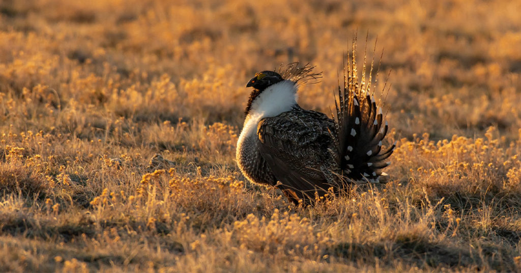 Public Comment Sought of Sage Grouse Protection Map Revisions
