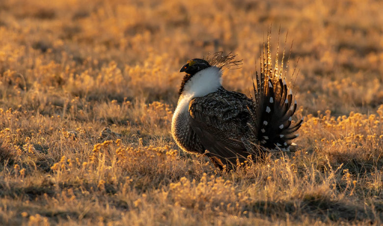 Public Comment Sought of Sage Grouse Protection Map Revisions