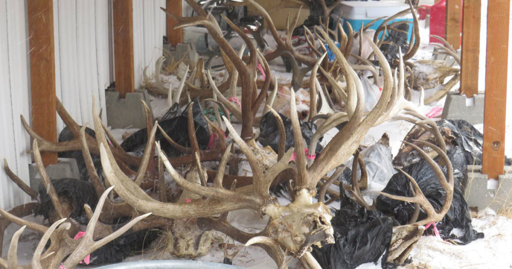 Green River Taxidermist Ordered to Pay Fines, Restitution