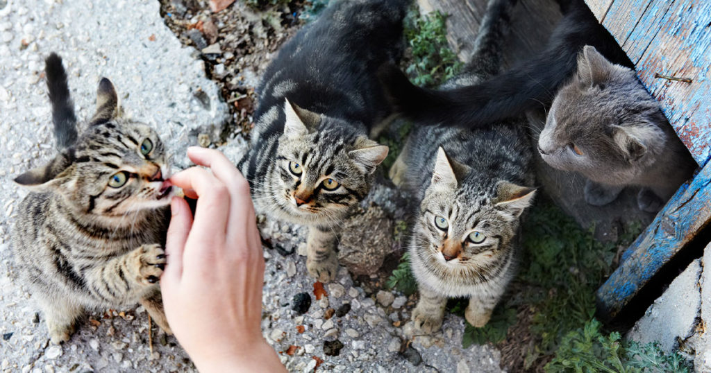 Rock Springs Council Will Review Ordinance to Help with City’s Cat Population