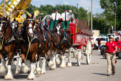 Wyoming’s Big Show to Feature World-Famous Budweiser Clydesdales