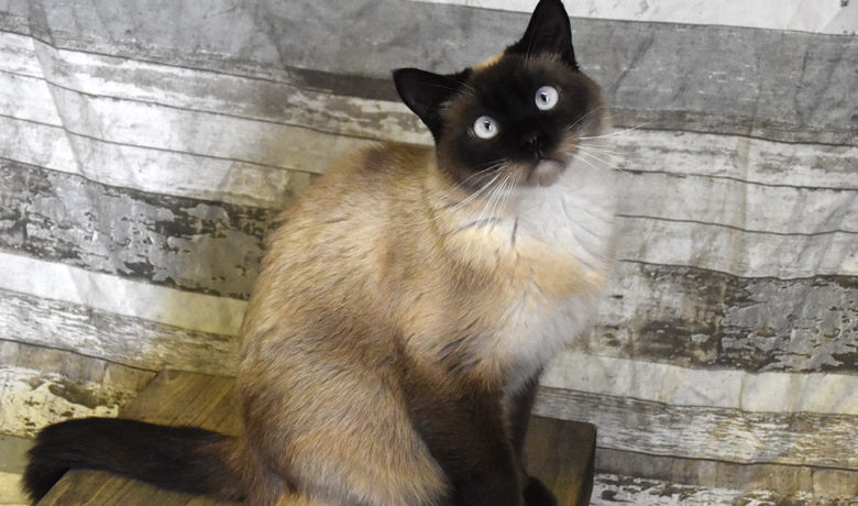 Adorable & Adoptable–Pets of the Week: Monkey, Kalua & Leah