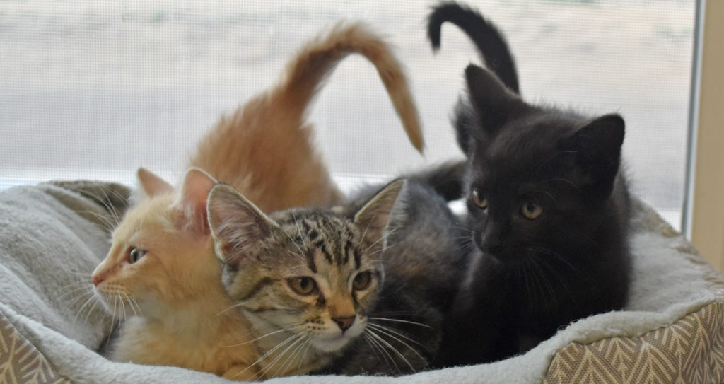 Adorable & Adoptable–Pets of the Week: Baloo, Roxy, Honda, & Spaz