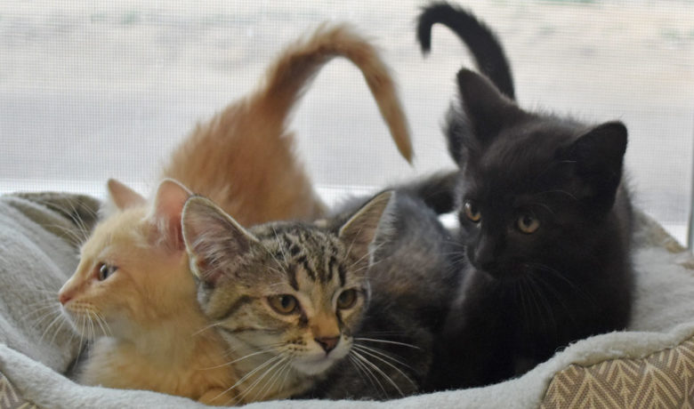 Adorable & Adoptable–Pets of the Week: Baloo, Roxy, Honda, & Spaz