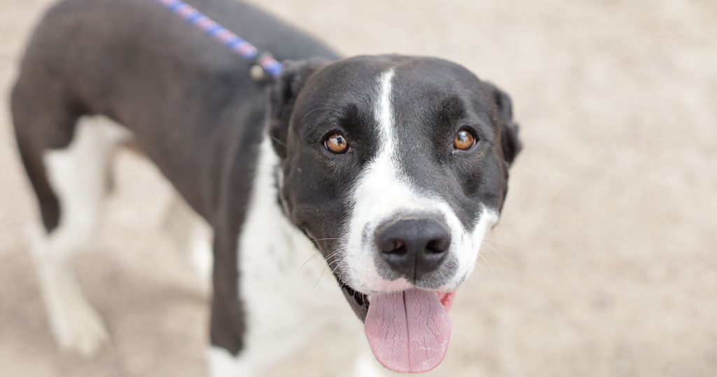 Adorable & Adoptable–Pets of the Week: Chill Bill, Trigger & Judy