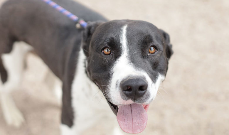 Adorable & Adoptable–Pets of the Week: Chill Bill, Trigger & Judy