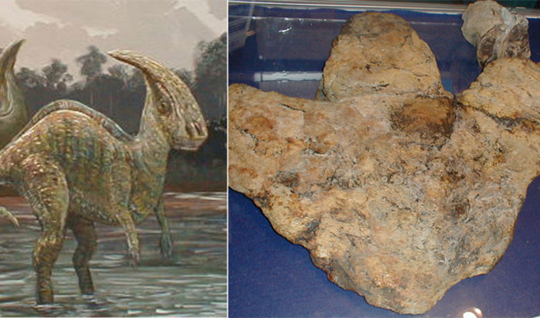 Museum to Host ‘Family Fun Friday – Fabulous Fossils’ Event