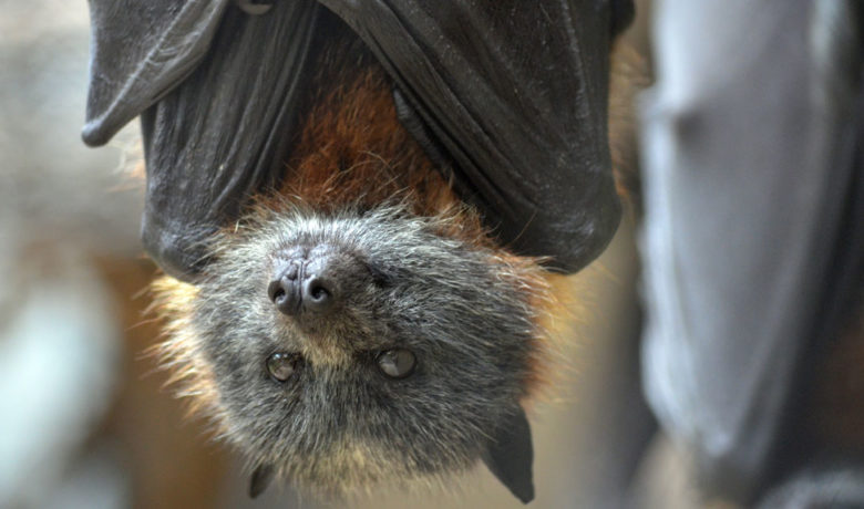 Increased Bat Encounters Concern Sweetwater County Public Health Office