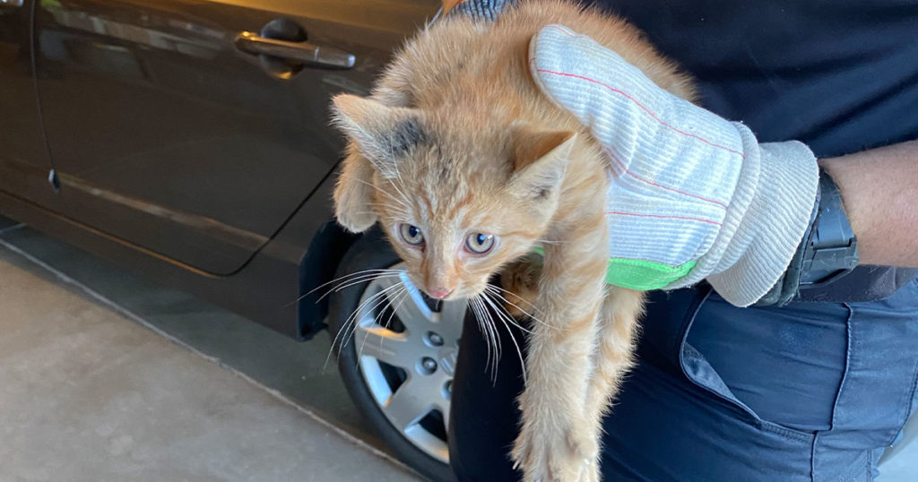 RS Police Officer Rescues Cat Stuck in Car