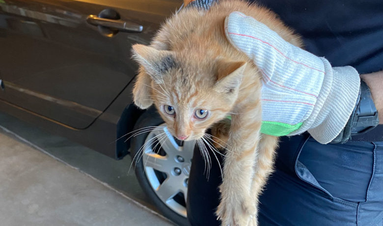 RS Police Officer Rescues Cat Stuck in Car