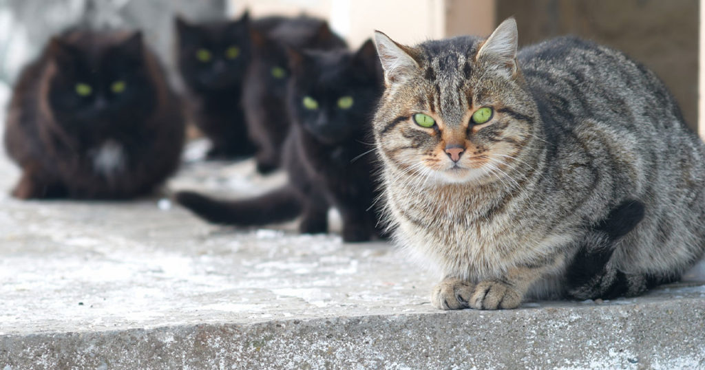 Rock Springs Will Now Have Program to Help with Community Cat Population