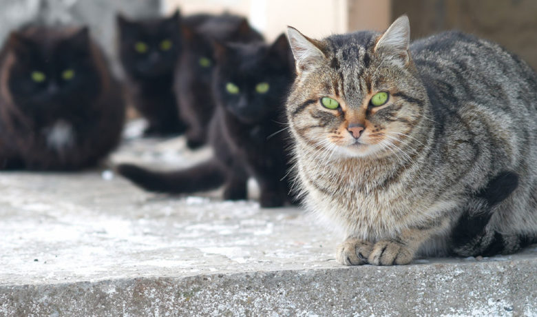 Rock Springs Will Now Have Program to Help with Community Cat Population