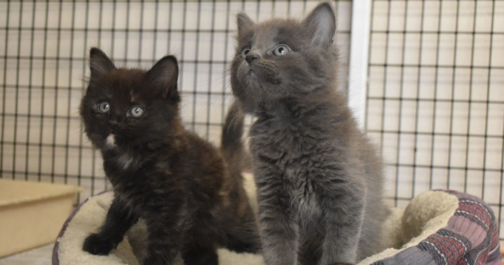 Adorable & Adoptable–Pets of the Week: Chloe, Gilligan, Ginger & Skipper