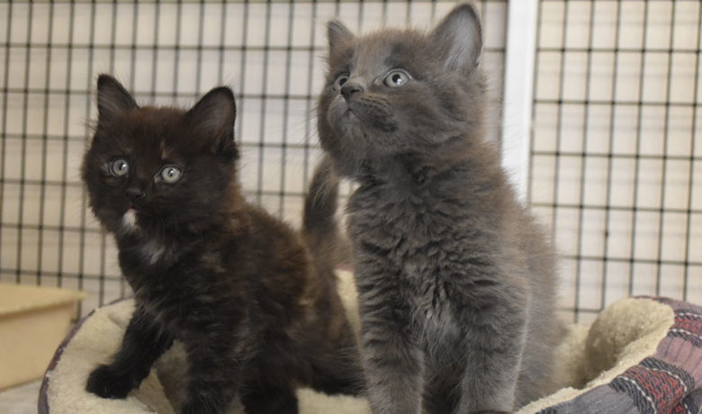 Adorable & Adoptable–Pets of the Week: Chloe, Gilligan, Ginger & Skipper