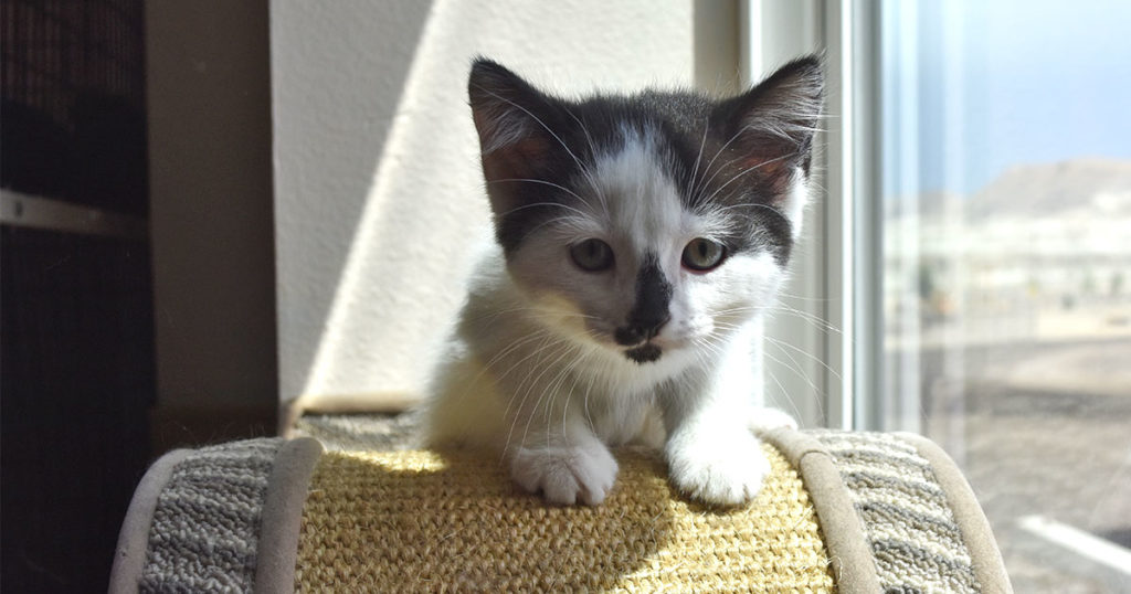Adorable & Adoptable–Pets of the Week: Todd, Rio, Babe & Billy