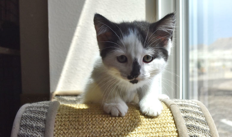 Adorable & Adoptable–Pets of the Week: Todd, Rio, Babe & Billy