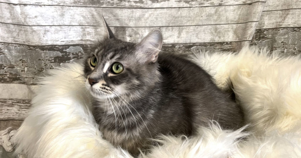 Adorable & Adoptable–Pets of the Week: London Fog, Misty & Sheba