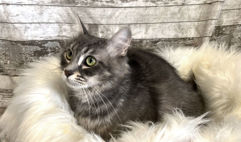 Adorable & Adoptable–Pets of the Week: London Fog, Misty & Sheba