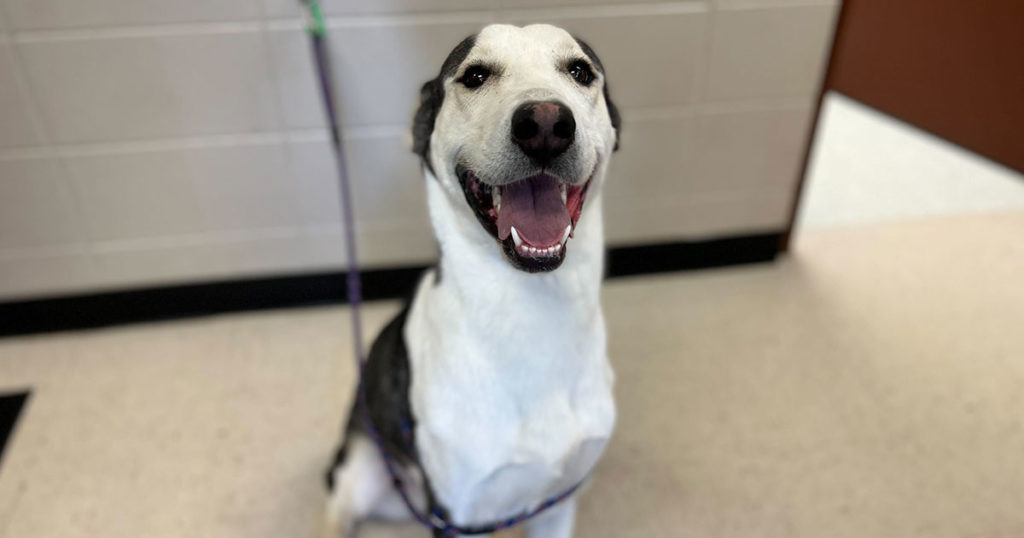 Adorable & Adoptable–Pets of the Week: Pearl, Socorro & Ron