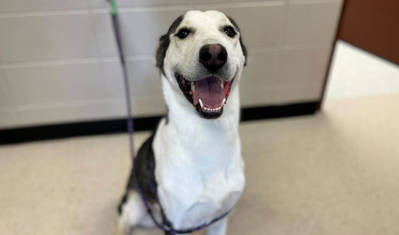 Adorable & Adoptable–Pets of the Week: Pearl, Socorro & Ron