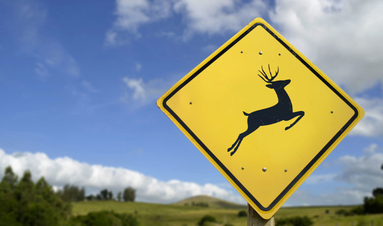 Kemmerer Wildlife Crossing Project to Receive $500,000