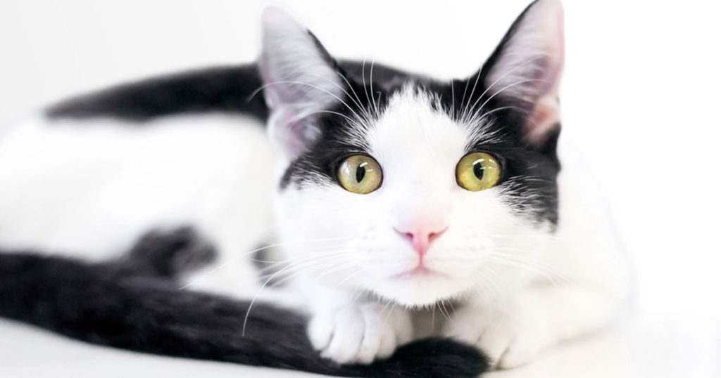 WDH: Laramie Cat Died from the Plague