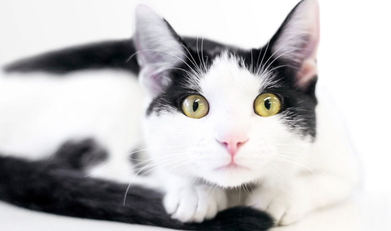 WDH: Laramie Cat Died from the Plague