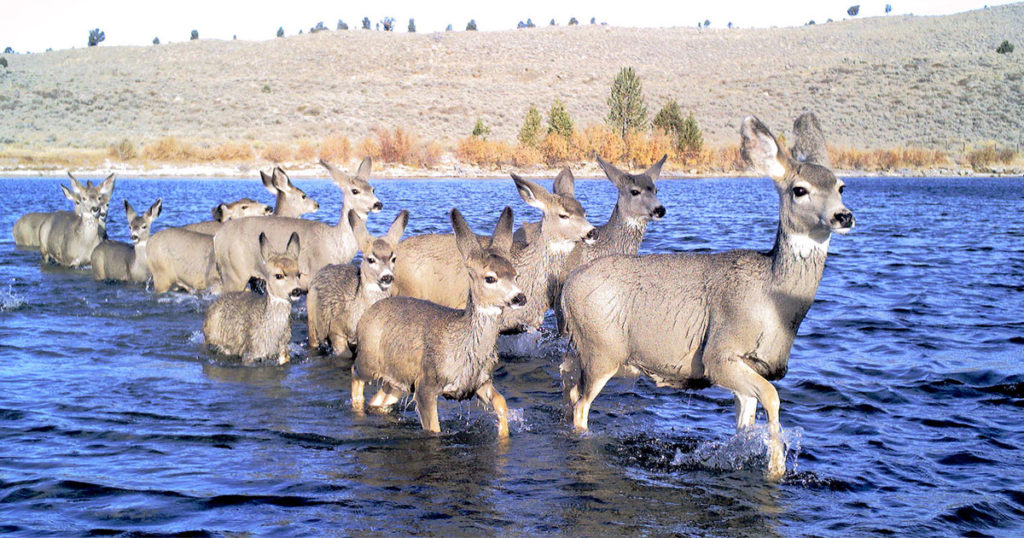 New UW Research Predicts Migratory Pathways of Mule Deer