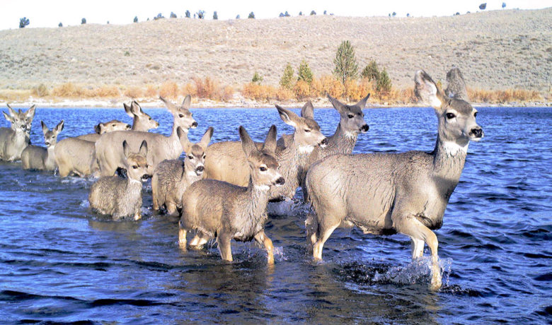 New UW Research Predicts Migratory Pathways of Mule Deer