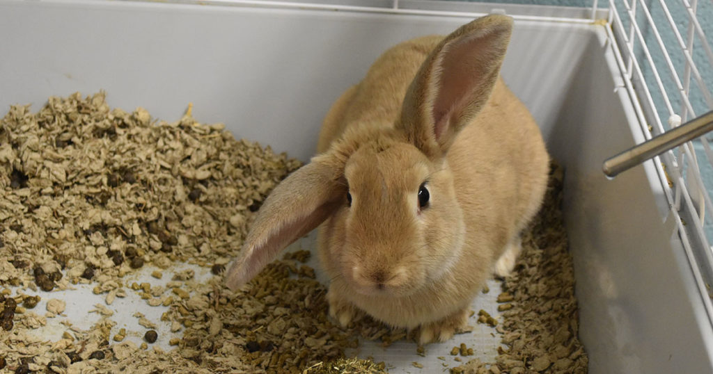 Adorable & Adoptable–Pets of the Week: Jasper, Driftwood & Sir Roosevelt