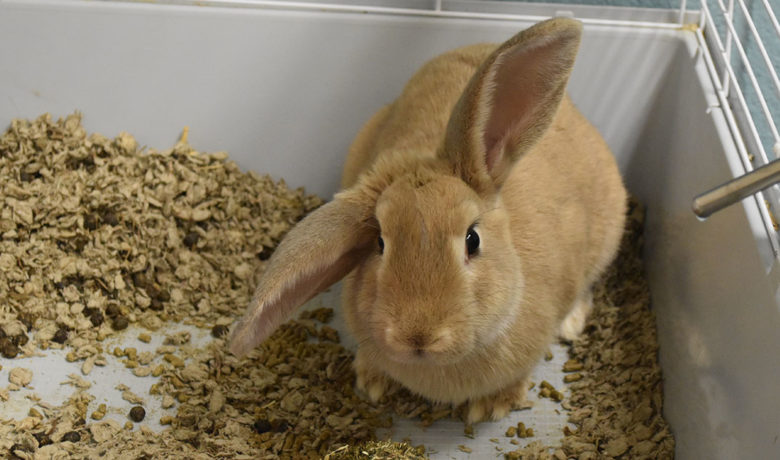 Adorable & Adoptable–Pets of the Week: Jasper, Driftwood & Sir Roosevelt