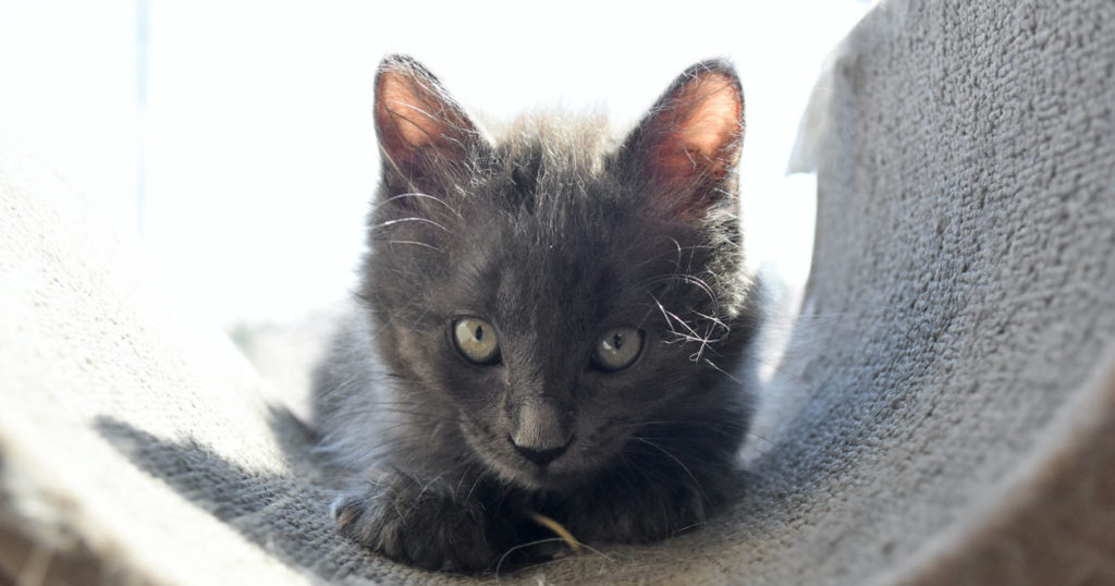 Adorable & Adoptable–Pets of the Week: Steeler, Gilligan & Luna