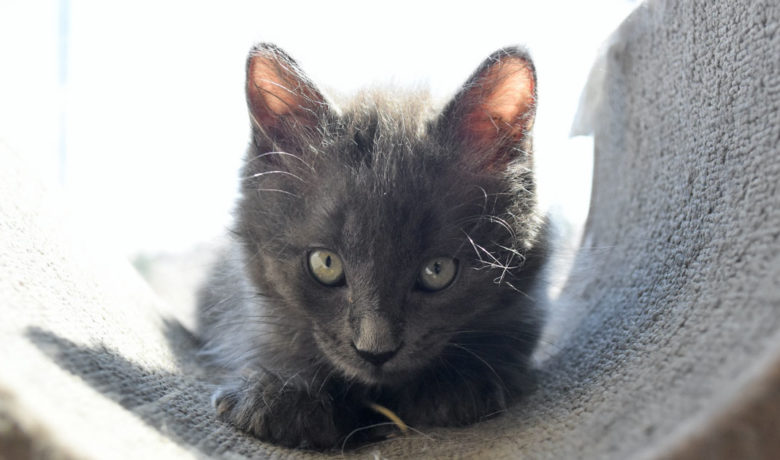 Adorable & Adoptable–Pets of the Week: Steeler, Gilligan & Luna