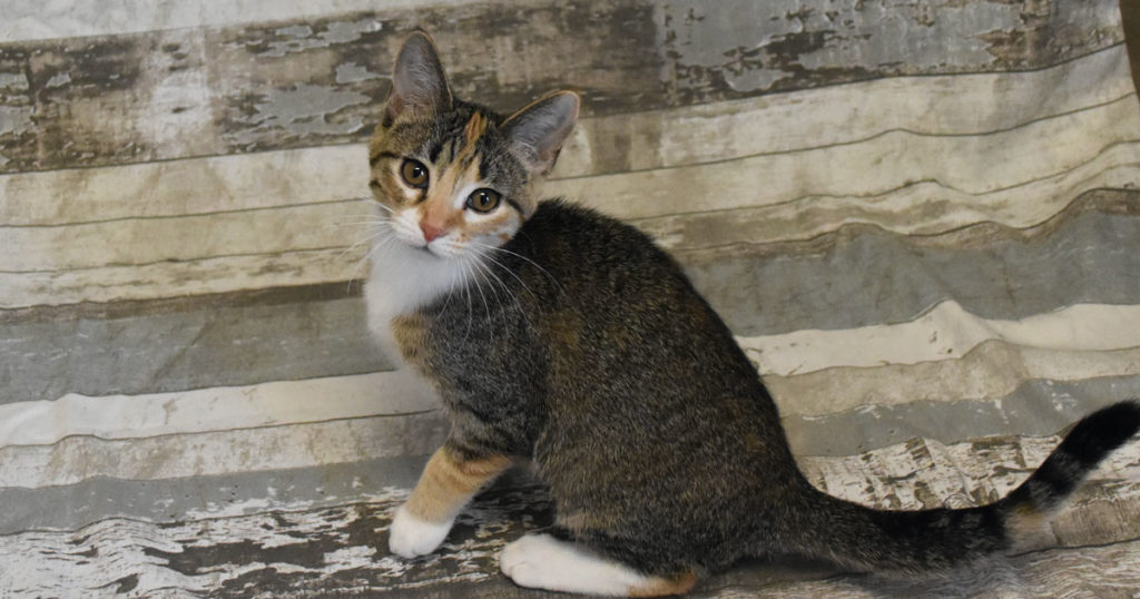 Adorable & Adoptable–Pets of the Week: Lola, Portia & Bruno