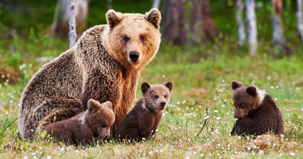 Game & Fish Encouraging Resident to Watch for Signs of Bears