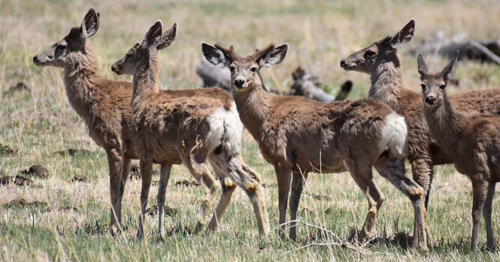 Green River Sees Decline in City Deer Population