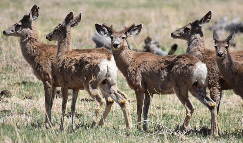 Green River Sees Decline in City Deer Population