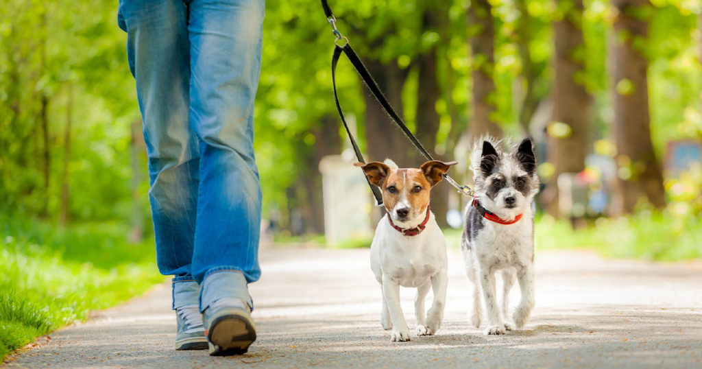 RS Recreation Board Recommends Allowing Dogs in More Parks