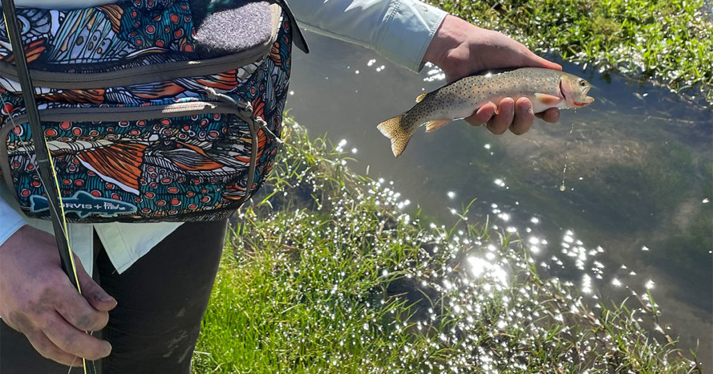 OPINION: Greater Little Mountain Coalition Wants Area to Remain Protected