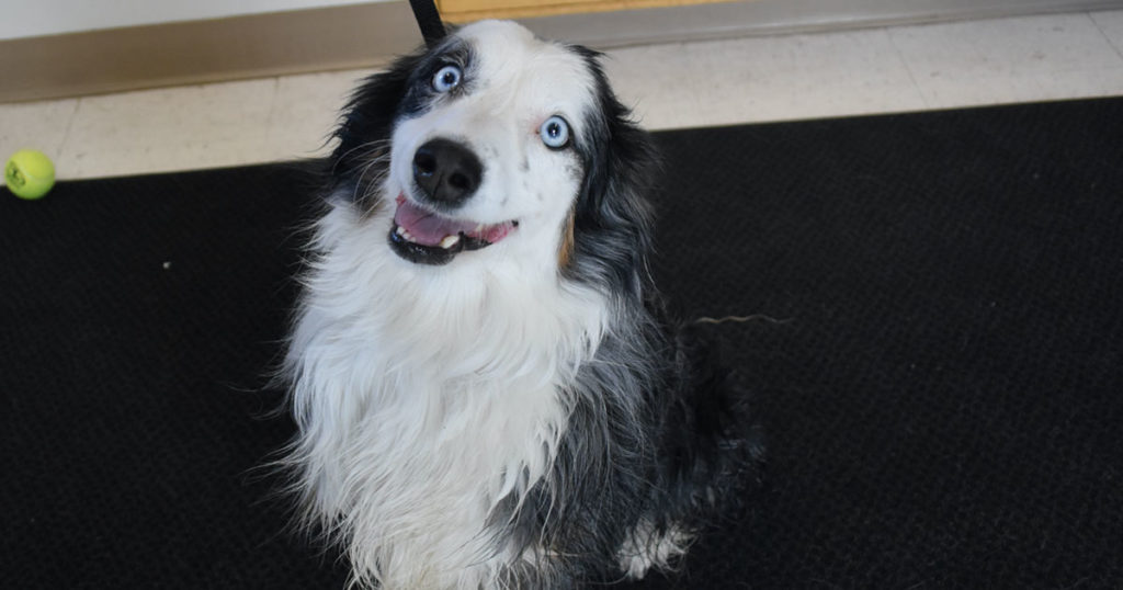 Adorable & Adoptable–Pets of the Week: Ash, Gracie, Pluto, Mars, & Starship