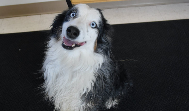 Adorable & Adoptable–Pets of the Week: Ash, Gracie, Pluto, Mars, & Starship