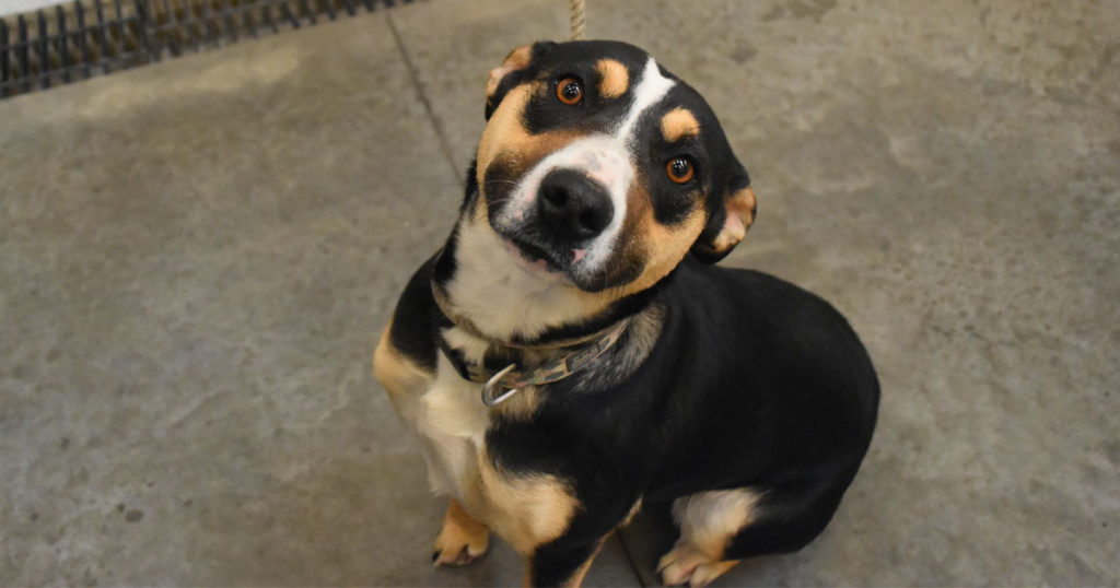 Adorable & Adoptable–Pets of the Week: Shyann and Kittens