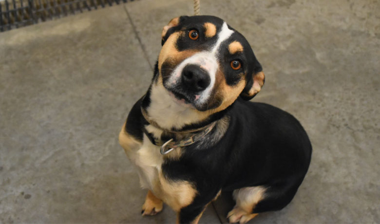 Adorable & Adoptable–Pets of the Week: Shyann and Kittens